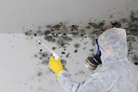 Why You Should Choose Our Mold Remediation Services in Ames, IA